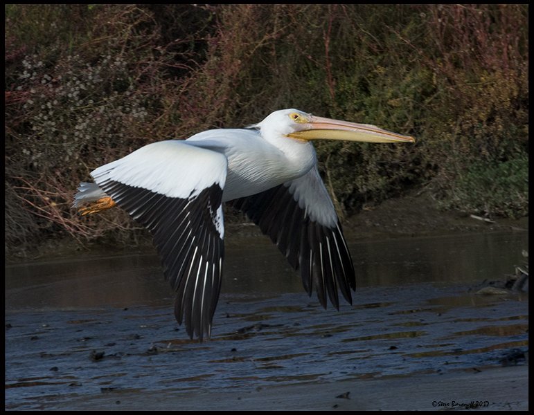 _7SB6201 american white pelican.jpg